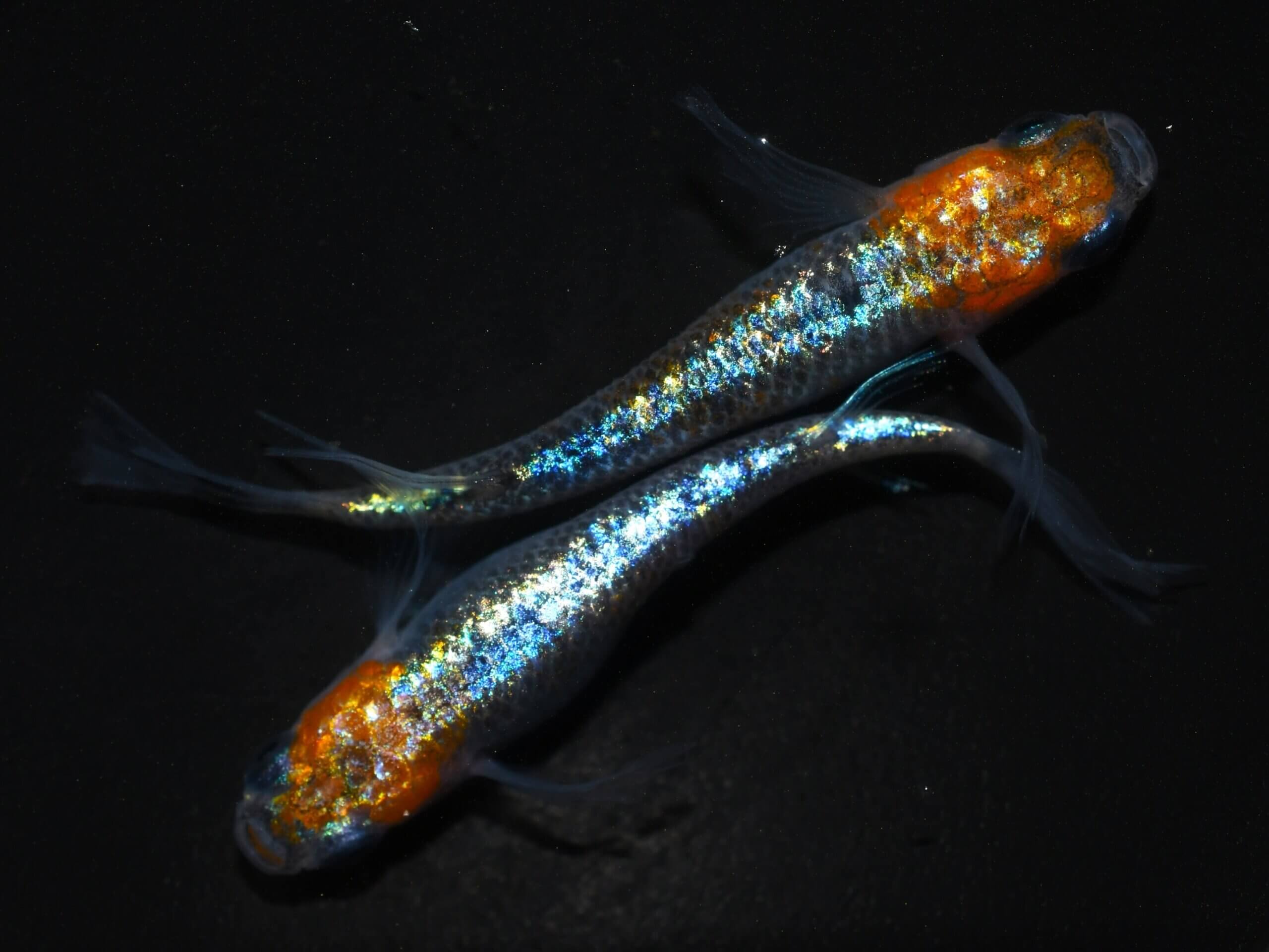 パラディーゾコバルト