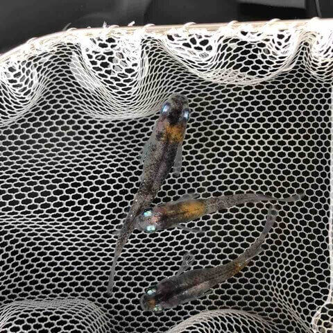 灯メダカ三色タイプ(2018年秋撮影)