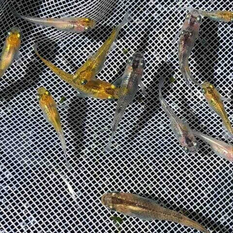 灯メダカの選別漏れ