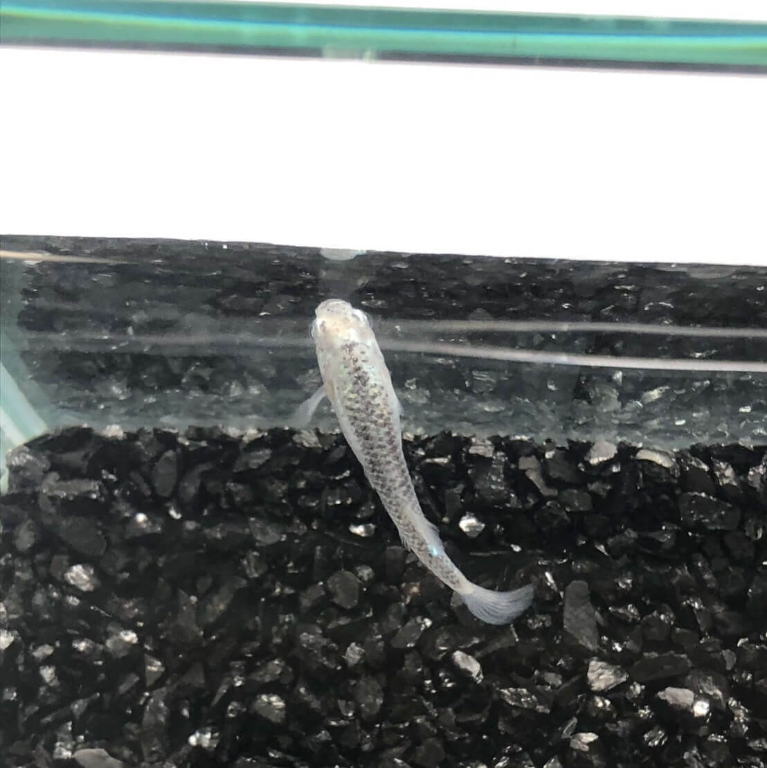 メダカの品評会(2018年秋)全身体内光黒鱗