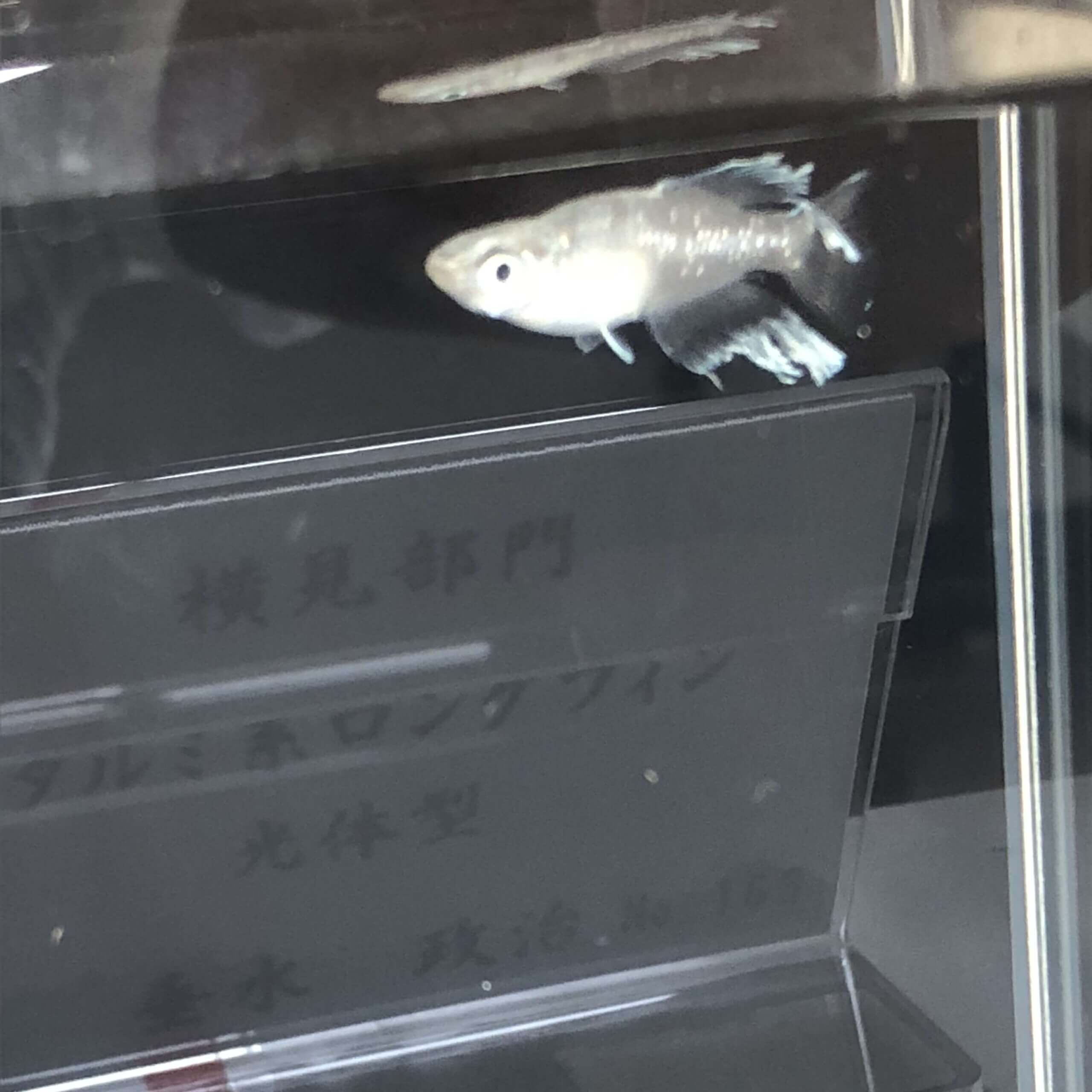 メダカの品評会(2018年秋)タルミ系ロングフィン光体型