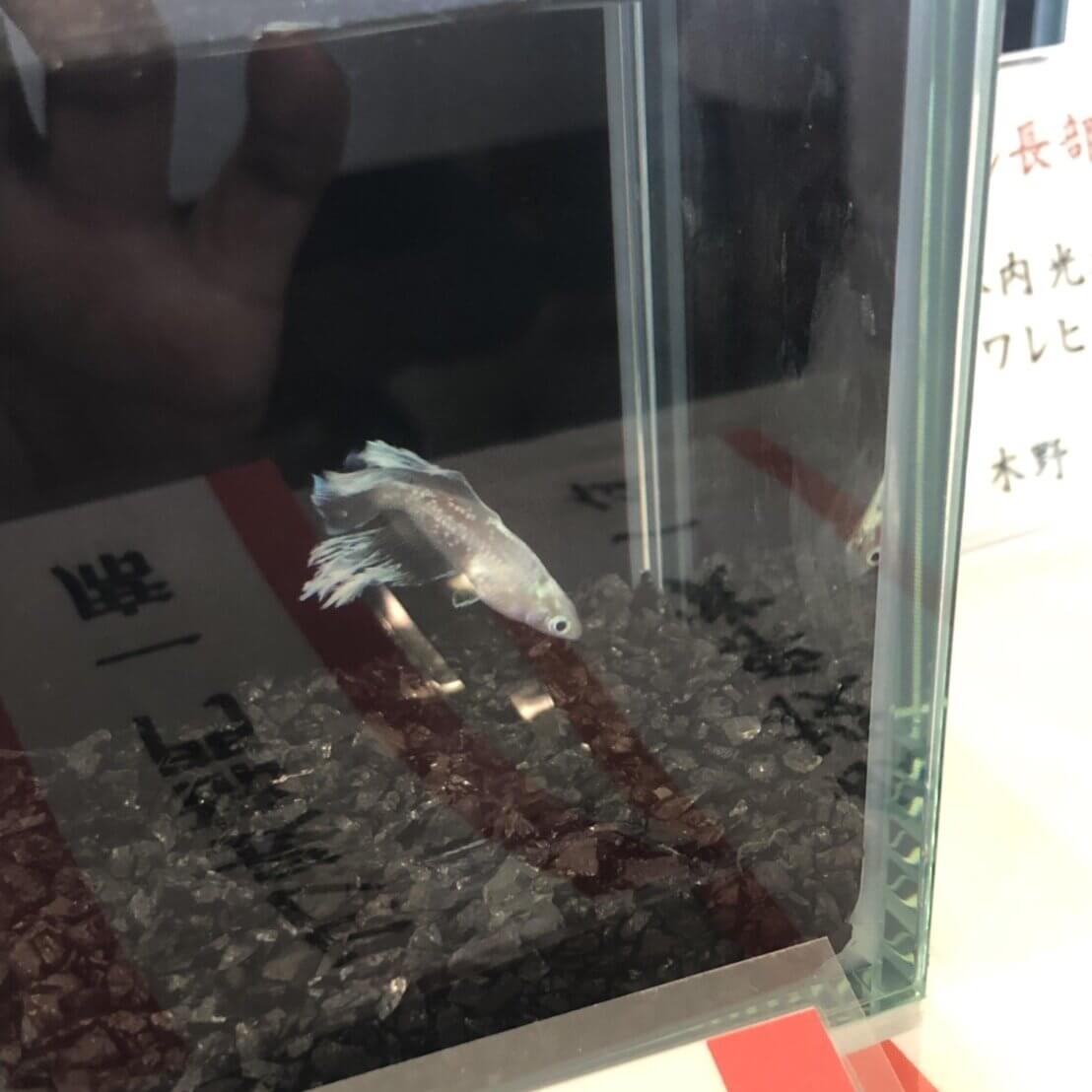 2019年秋の鑑賞メダカ品評会(タルミロングフィン)