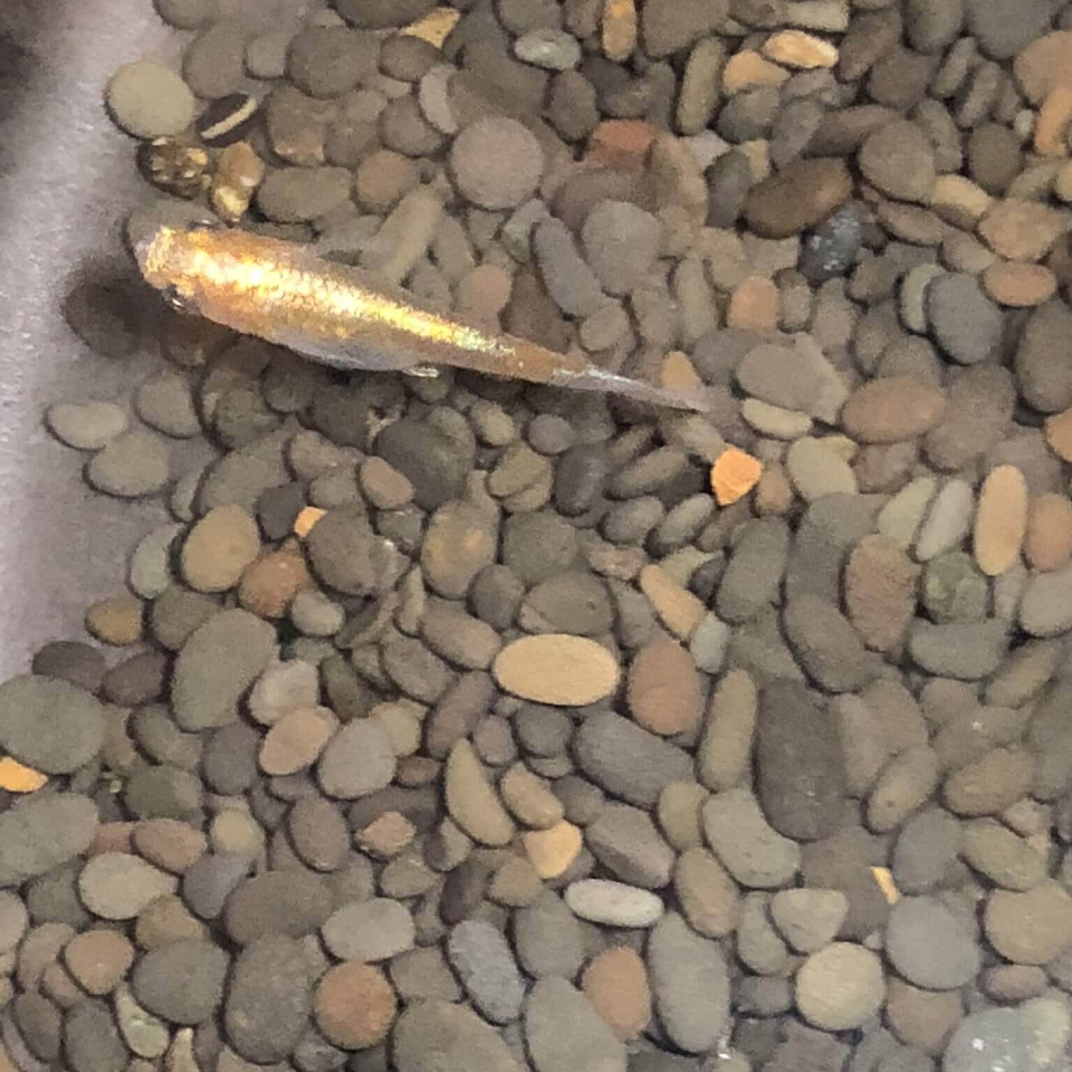 メダカの品評会(2018年秋)キリン体外光