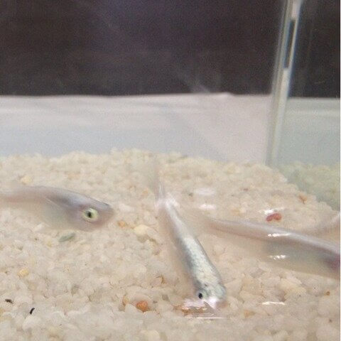 ホワイトパール(2016年秋のメダカ品評会)