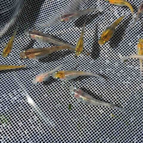 灯メダカの選別漏れ