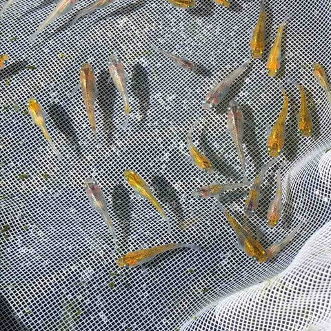 灯メダカ(2018年春生まれ)