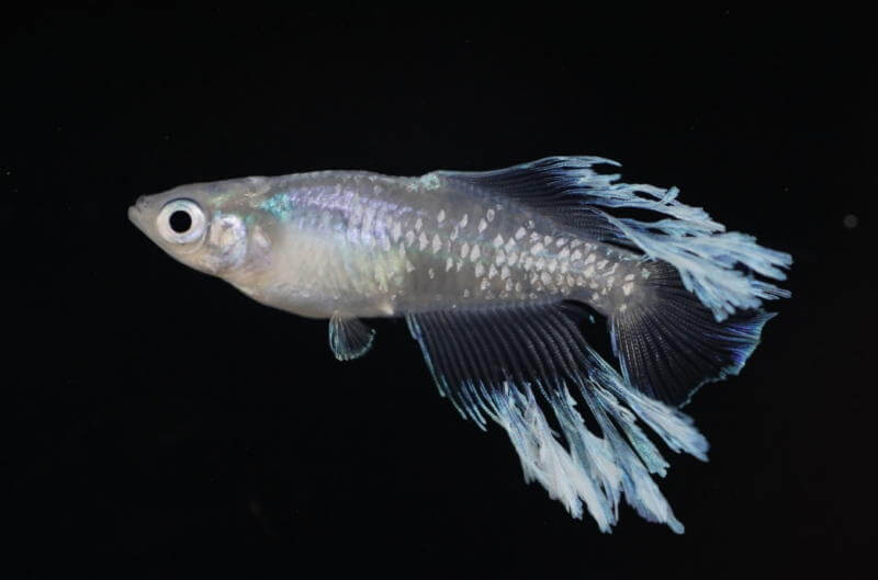 垂水ロングフィンメダカ(2019年秋のメダカ品評会)