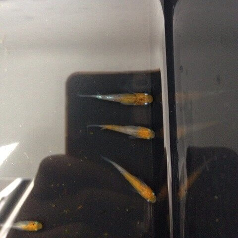 灯メダカ(2016年購入2017年5月に撮影)