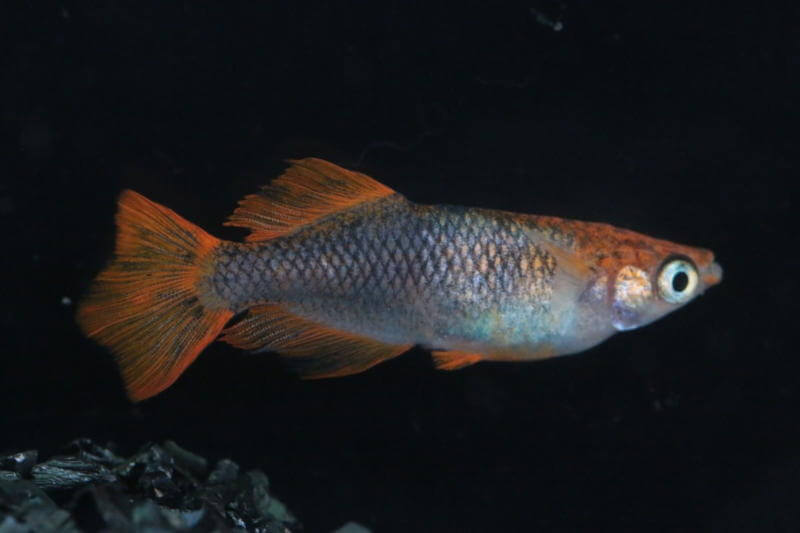 黒龍姫(2019年秋の鑑賞メダカ品評会)