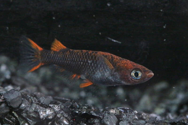 銅五色(2019年秋の鑑賞メダカ品評会)