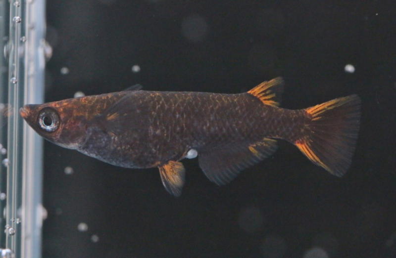 五色typeR(2019年秋の鑑賞メダカ品評会)