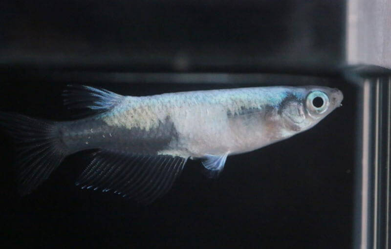 黒鎧(2019年秋のメダカ品評会)