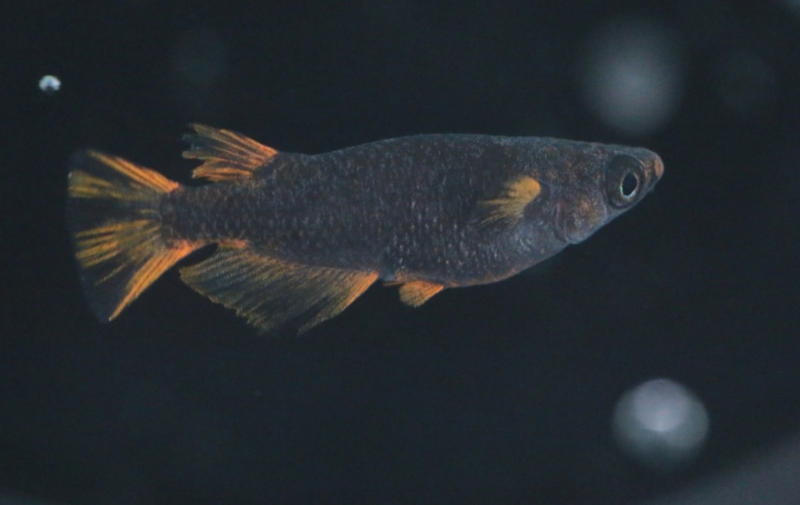 銅五色(2019年秋の鑑賞メダカ品評会)