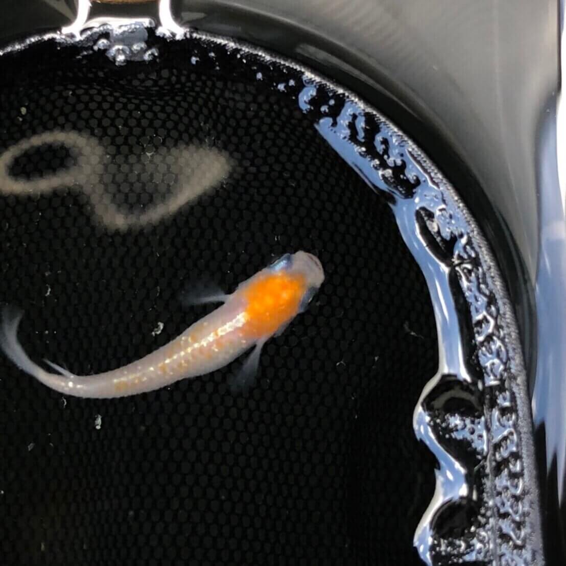 丹頂模様の紅白体外光メダカの種親(2022年8月撮影)