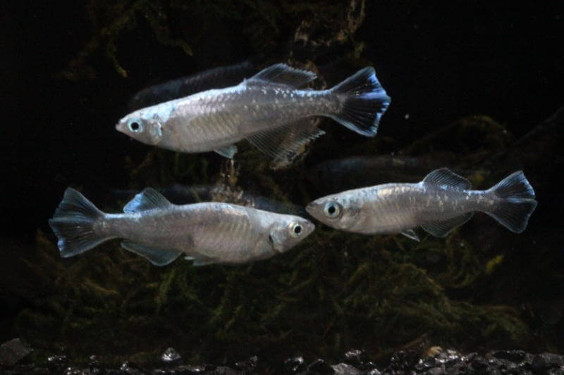 ドラゴンブルー(2019年秋のメダカ品評会)