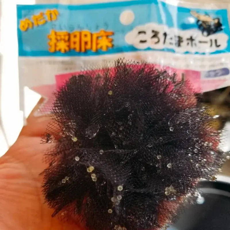 市販のころたまボールでメダカの採卵をした様子（FUJIYAMAメダカさんのブログから引用）