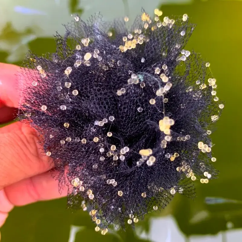 市販のころたまボールでメダカの採卵をした様子（FUJIYAMAメダカさんのブログから引用）