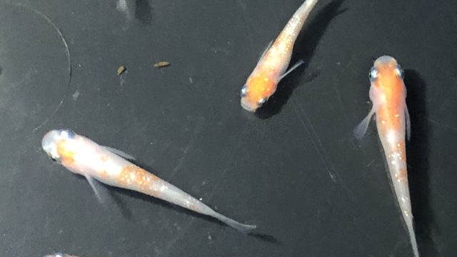 紅白ラメ幹之メダカ