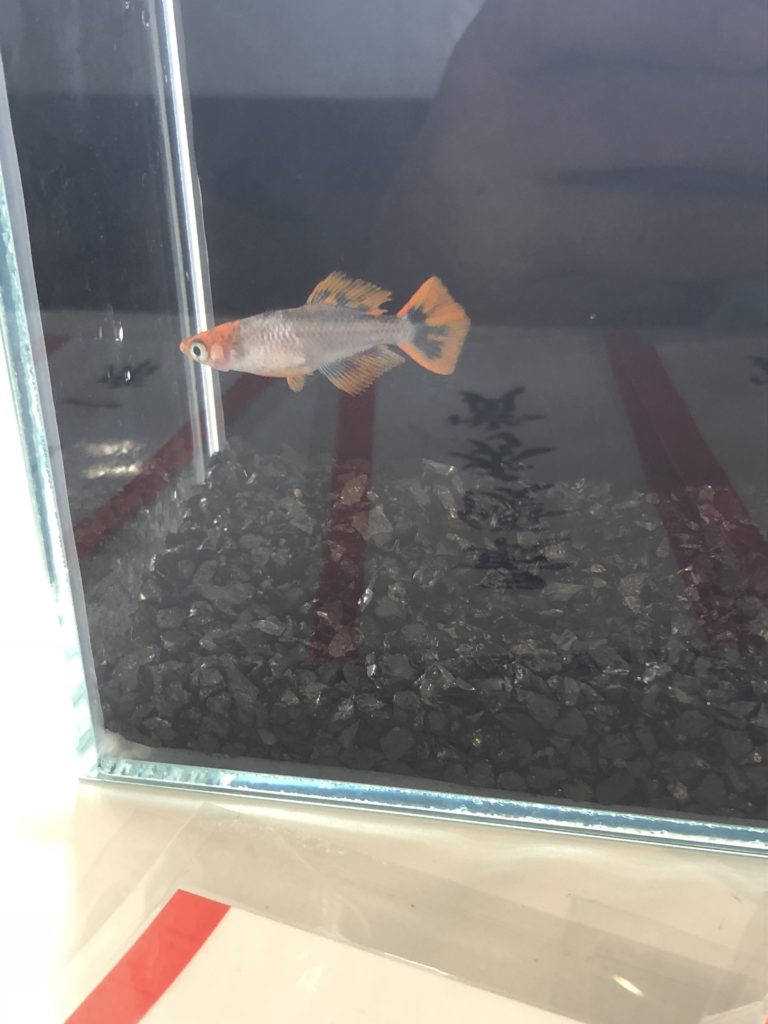 メダカの品評会(2018年秋)乙姫×ホーネット