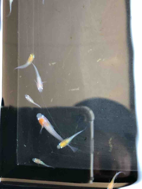 繁殖した後の非透明鱗紅白メダカ(2018年7月)