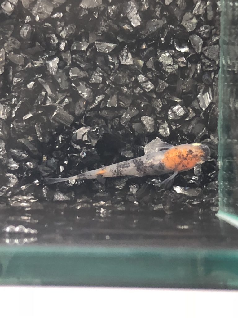 メダカの品評会(2018年秋)烏城三色メダカ