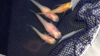アルビノシースルーメダカ