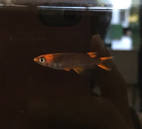 五式(黒色透明鱗メダカ)