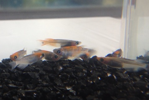 オーロラ表現のメダカ(2016年秋のメダカ品評会)