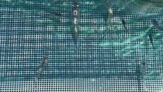 シャンパンゴールドラメ幹之メダカ(2018年春生まれ)