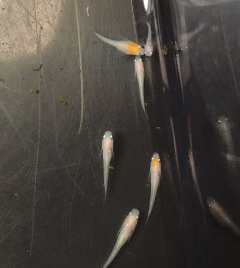 非透明鱗紅白メダカ(2017年6月頃)