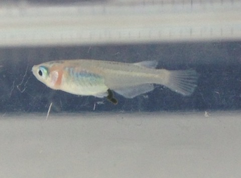 灯メダカ(体外光が乗るタイプ)から産まれた体内が透けるメダカ(2017年5月)