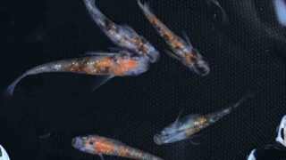 三色ラメ幹之メダカ