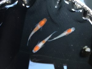 紅白ラメ幹之メダカ