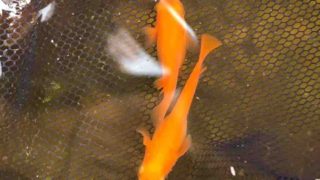 楊貴妃メダカ(紅帝系)