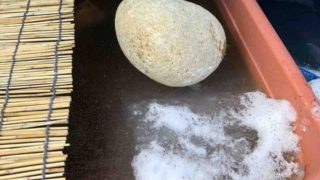 メダカの飼育容器に張った氷