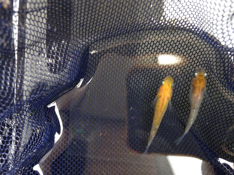 灯メダカ(2016年購入2017年5月撮影)