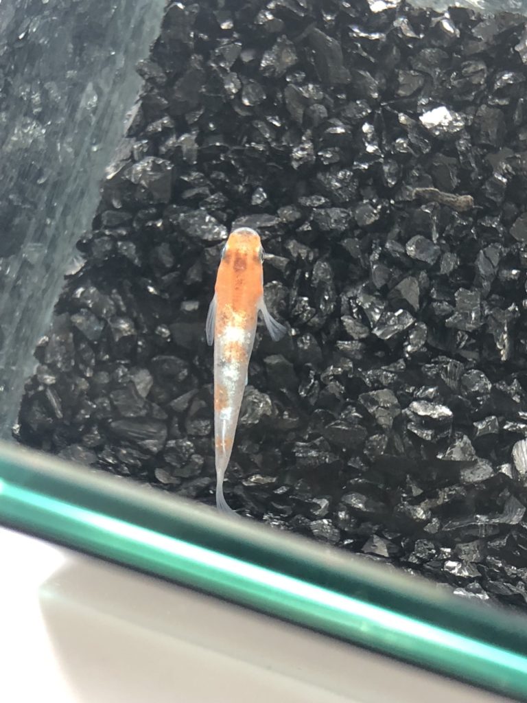 メダカの品評会(2018年秋)紅三色錦体外光