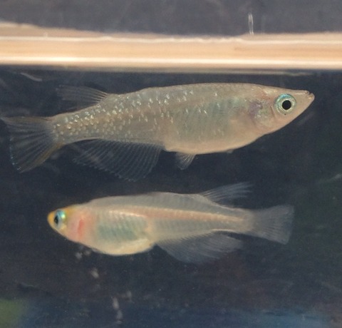 灯メダカ(体外光が乗るタイプ)から産まれたメダカ(2017年5月)