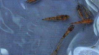 三色ラメ幹之メダカの稚魚