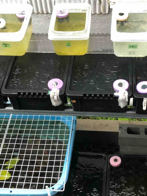 大雨とメダカの針子が泳ぐ飼育容器