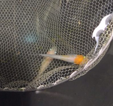 非透明鱗紅白メダカの成魚(2017年6月頃)