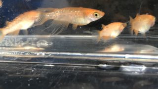 クリアブラウンラメ幹之メダカスワロー体型