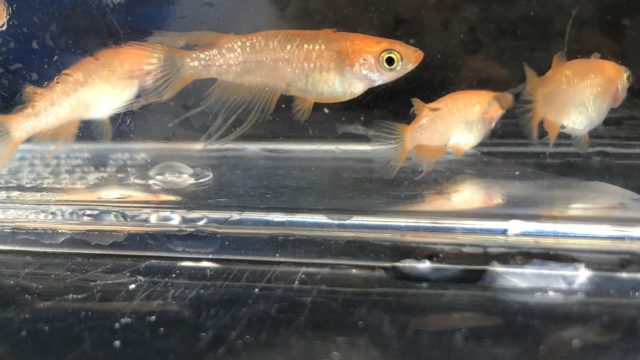 クリアブラウンラメ幹之メダカスワロー体型