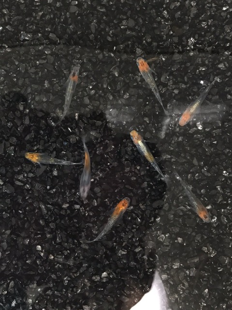 煌(2017年秋のメダカ品評会)