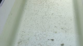 ミジンコ