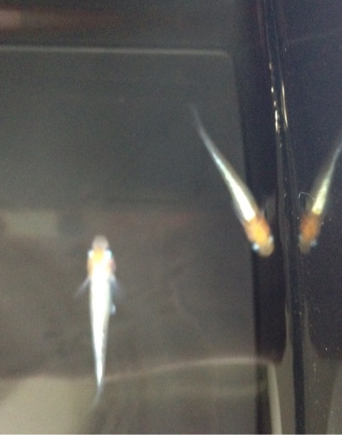 灯メダカ(2016年秋のメダカ品評会)