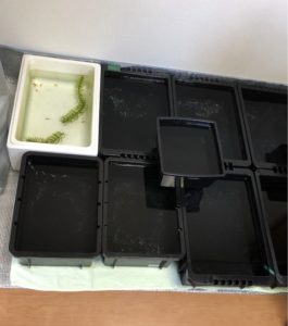 NVボックスのメダカを室内で冬越しさせる。冬越し対策は