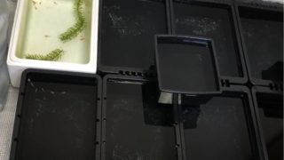 メダカ容器(冬越し)