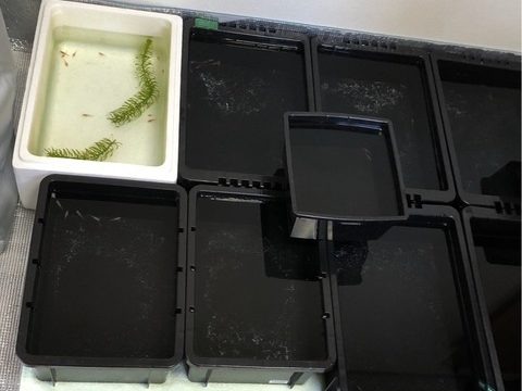 メダカ容器(冬越し)