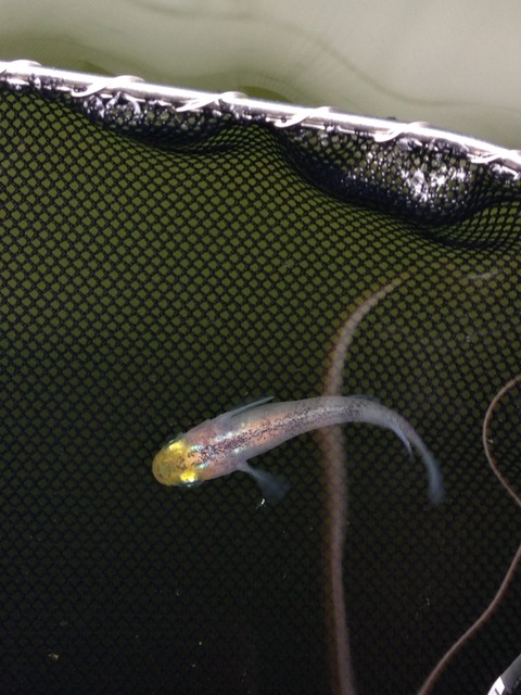 灯メダカ(体外光が乗るタイプ)から産まれた口先が黄色いメダカ(2017年5月)